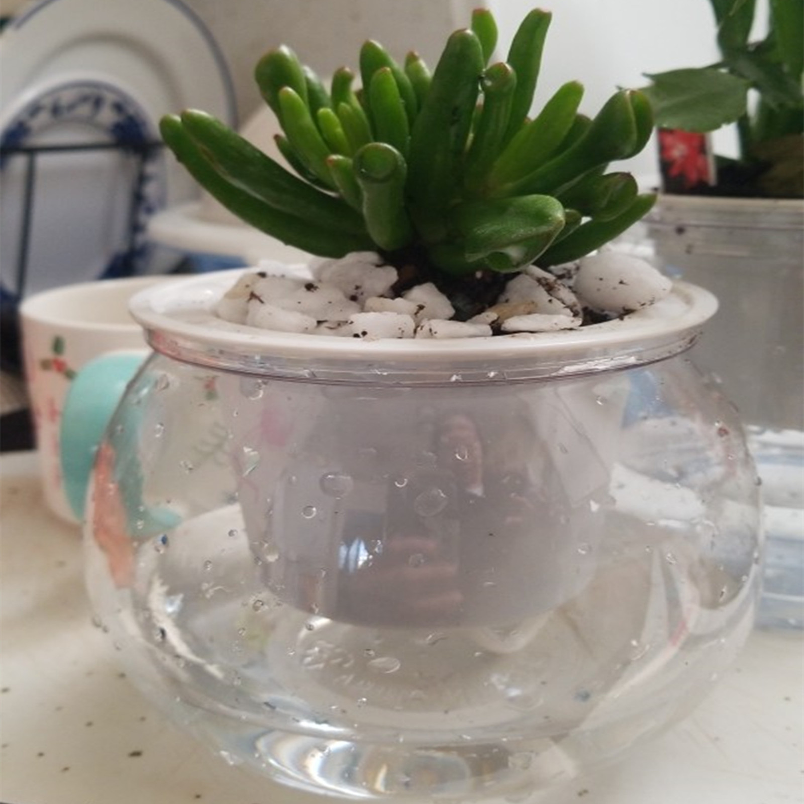 Self Watering Planter Pots Min - Aloe Vera Pot review and price