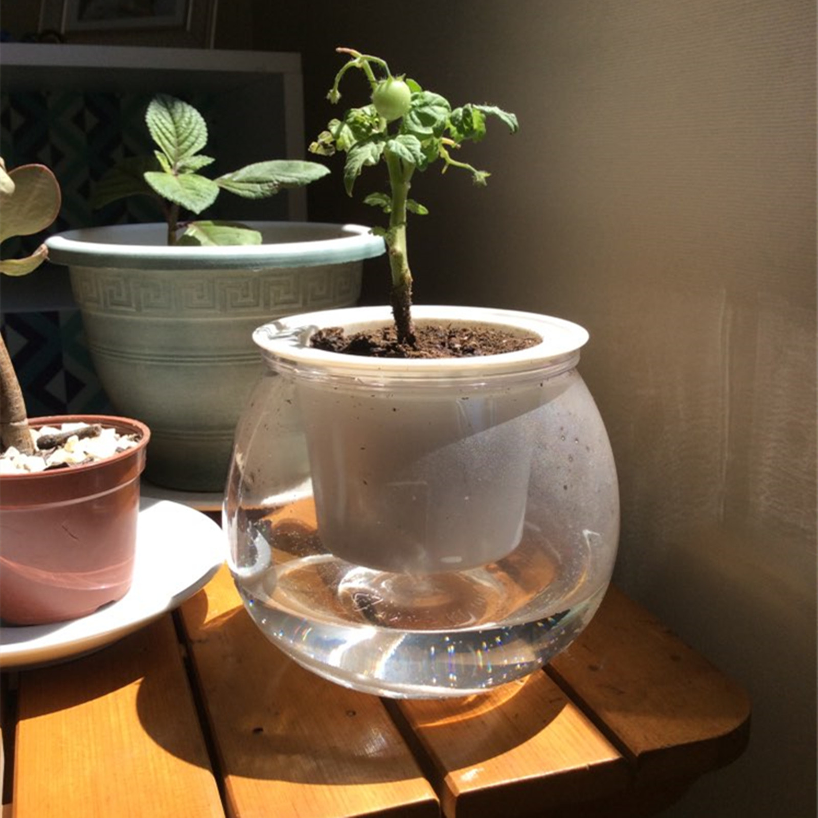 Self Watering Planter Pots Min - Aloe Vera Pot review and price