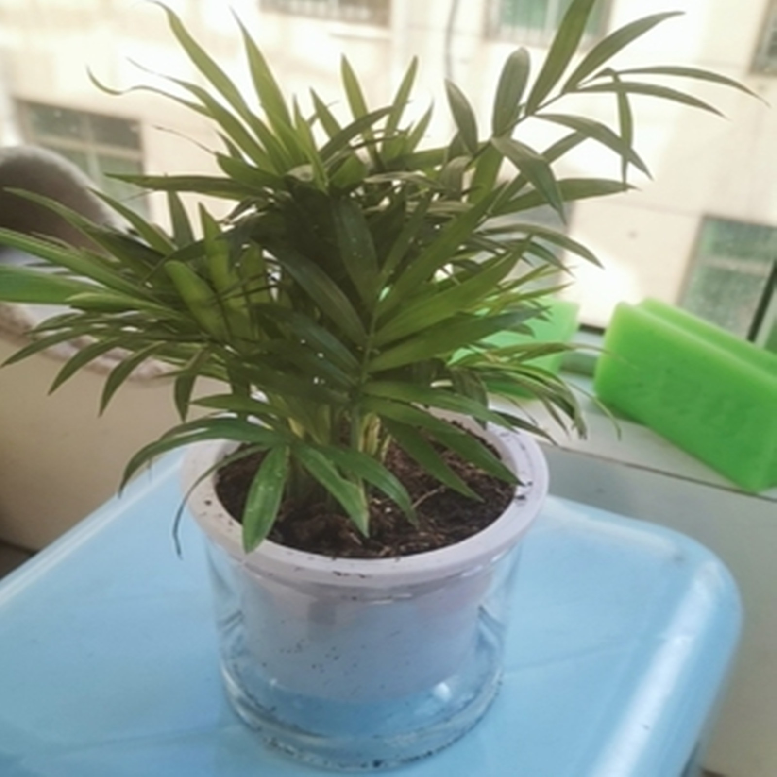 Self Watering Planter Pots Min - Aloe Vera Pot review and price
