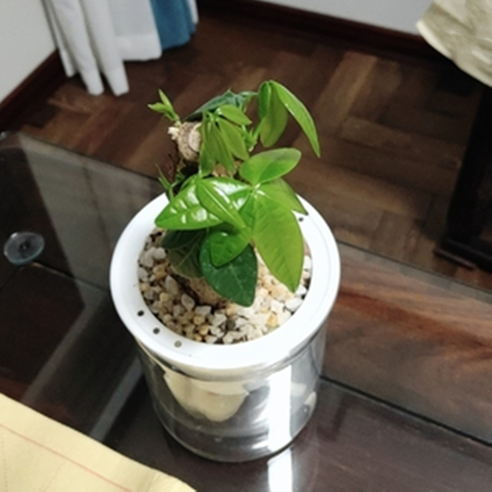 Self Watering Planter Pots Min - Aloe Vera Pot review and price