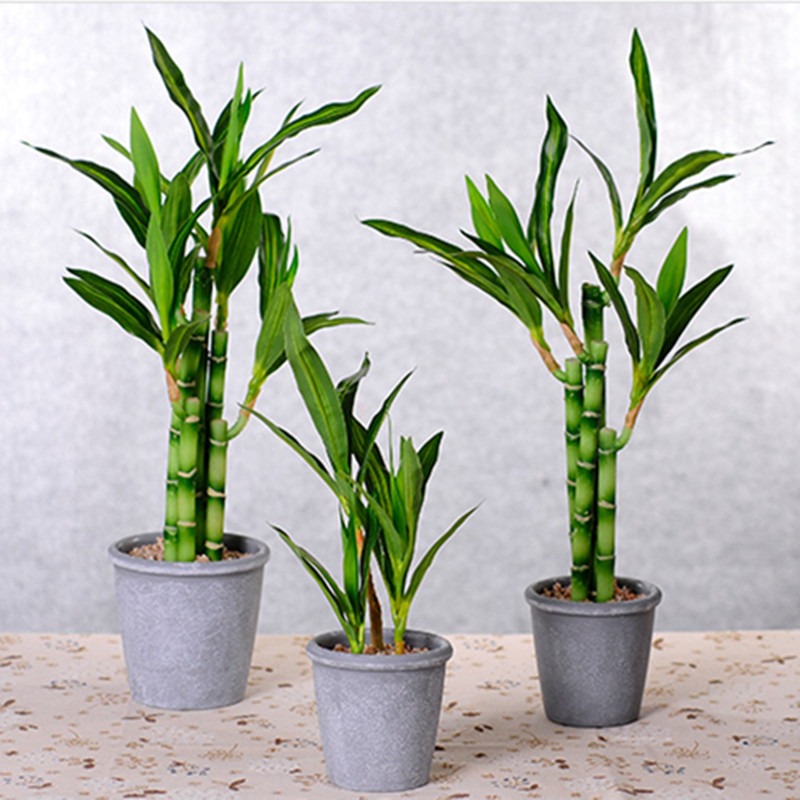 New 40cm Artificial Lucky Bamb - Dracaena Marginata review and price