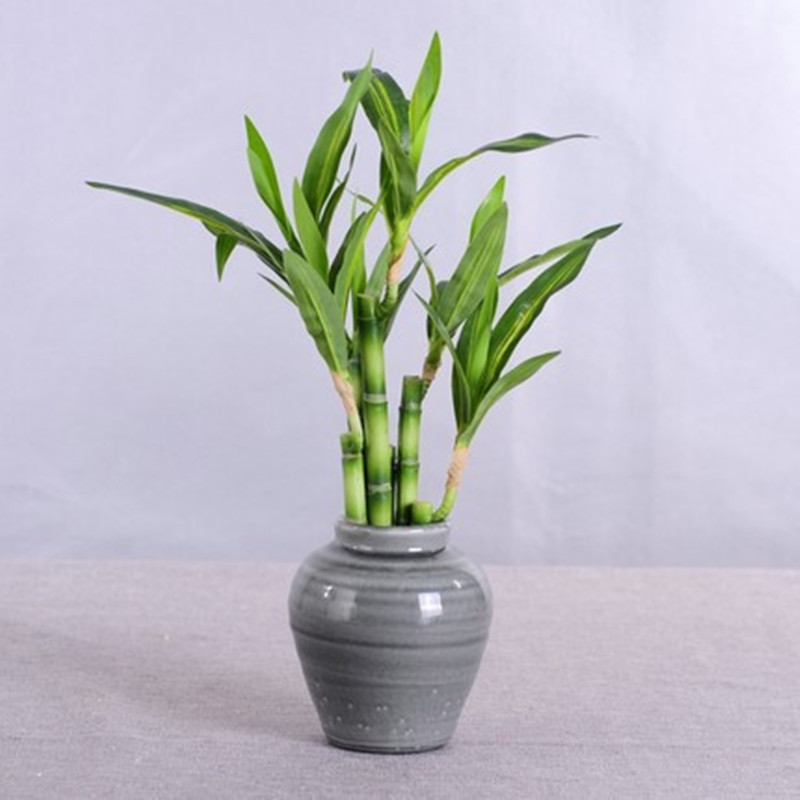 New 40cm Artificial Lucky Bamb - Dracaena Marginata review and price