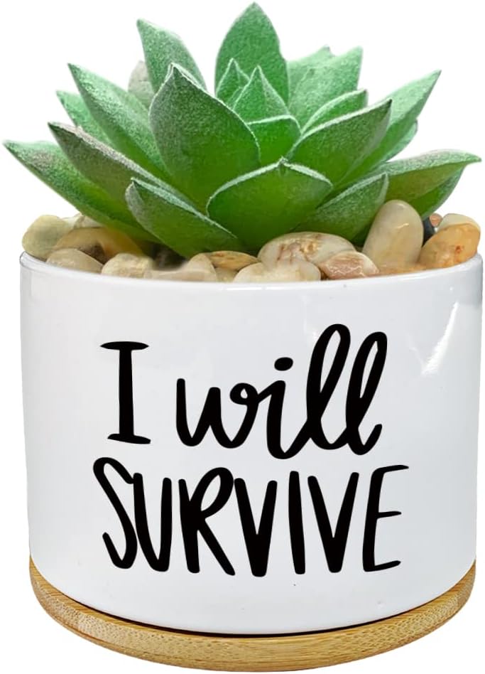 I Will Survive Ceramic Succule - Aloe Vera Pot review and price