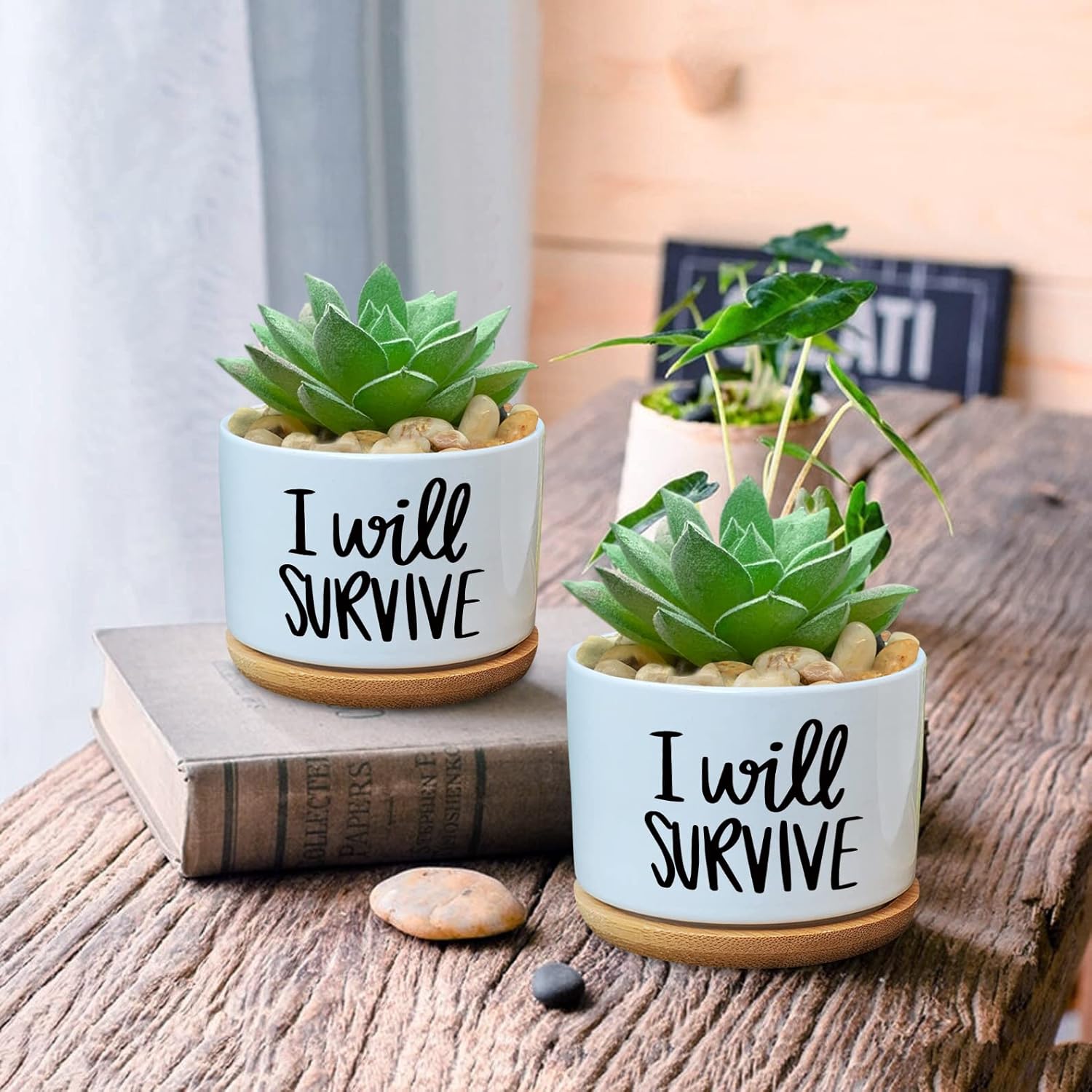I Will Survive Ceramic Succule - Aloe Vera Pot review and price