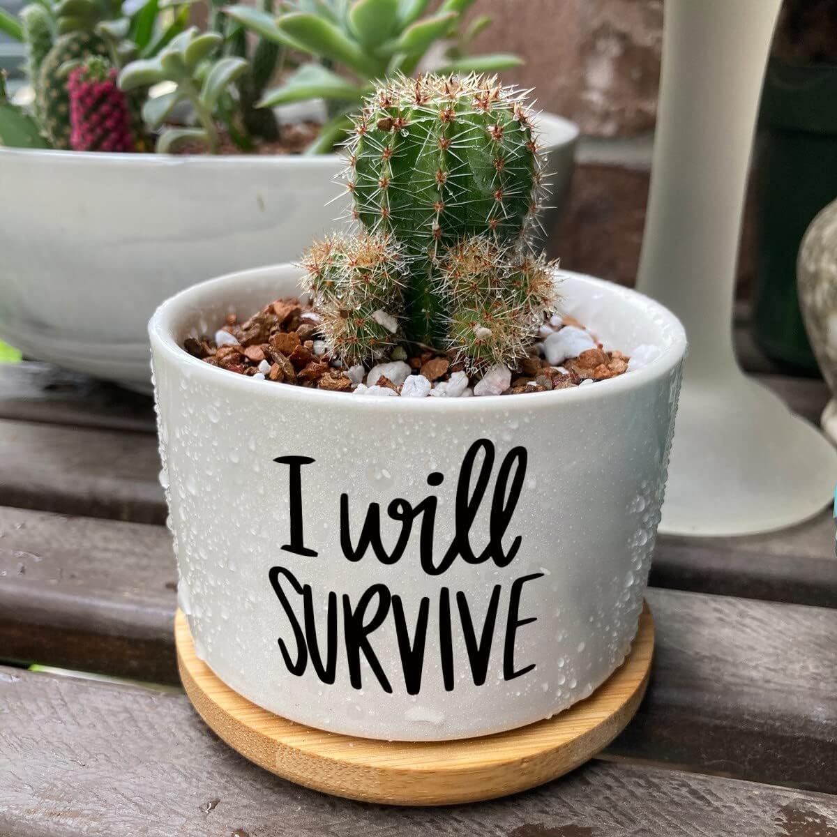 I Will Survive Ceramic Succule - Aloe Vera Pot review and price
