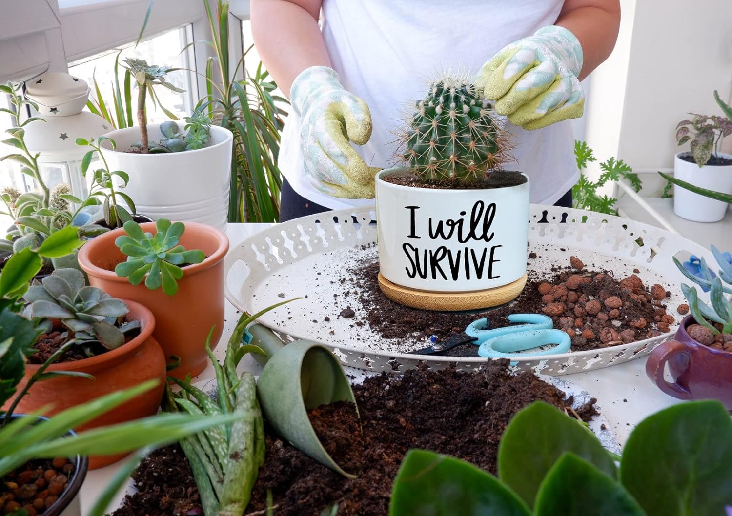 I Will Survive Ceramic Succule - Aloe Vera Pot review and price