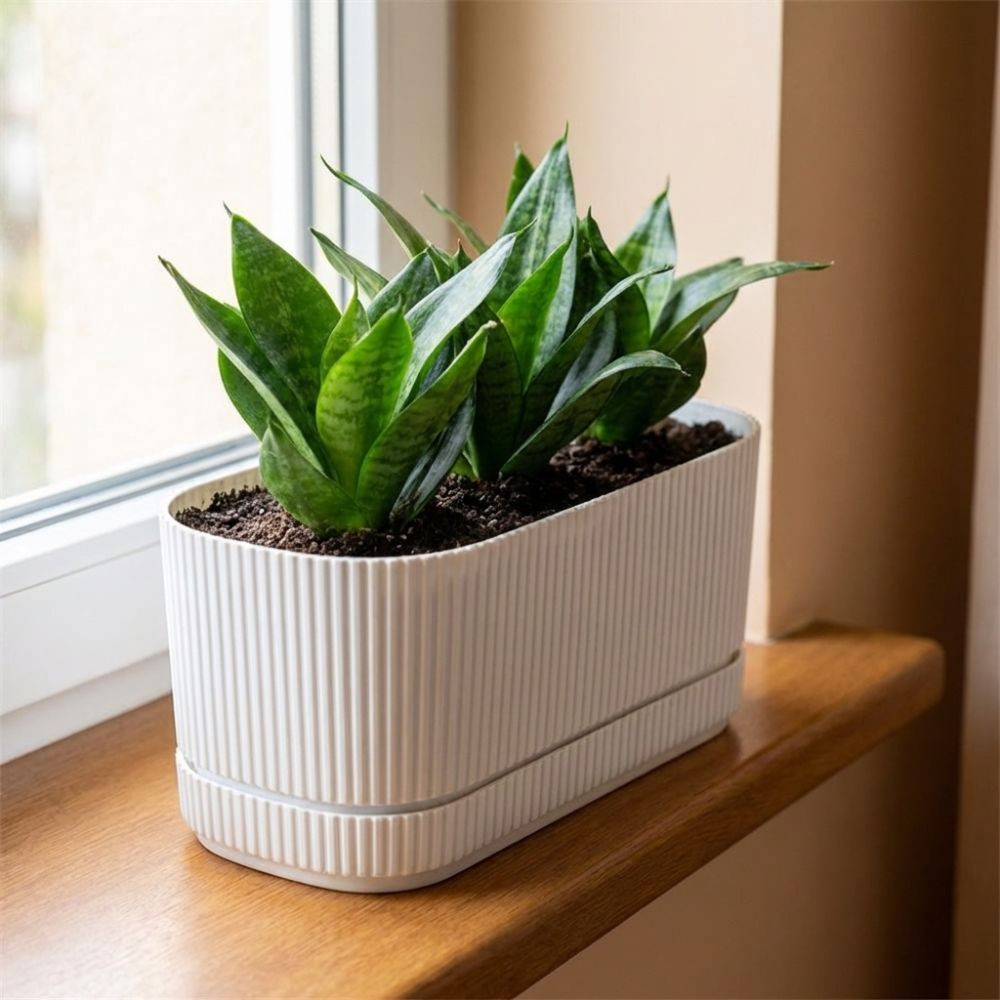 Plastic Self Watering Flower P - Aloe Vera Pot review and price