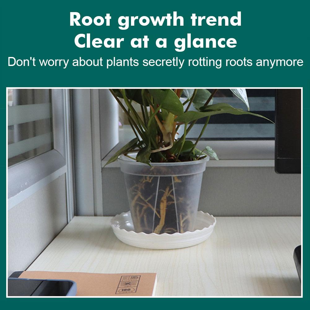 Transparent Plastic Pots Root  - Aloe Vera Pot review and price